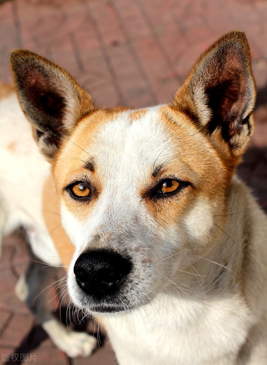 中华田园犬的优缺点及性格,中华田园犬幼犬有人歧视吗