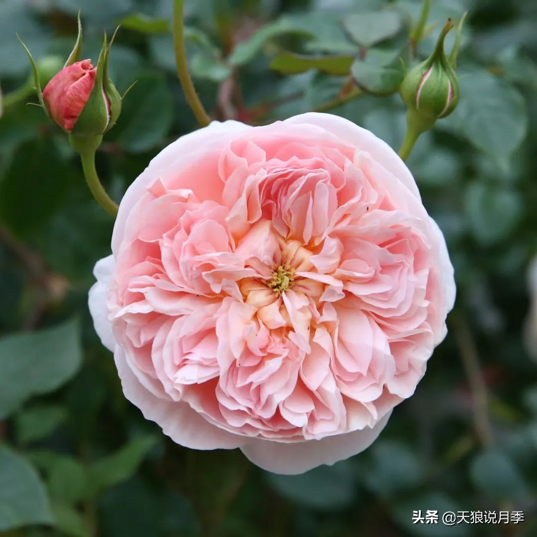 人家最美四月天，天狼自育终于打折了！15个品种供你宠信。