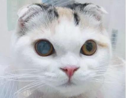 养猫须知常见的猫咪眼部疾病,猫咪可能患上的30种疾病