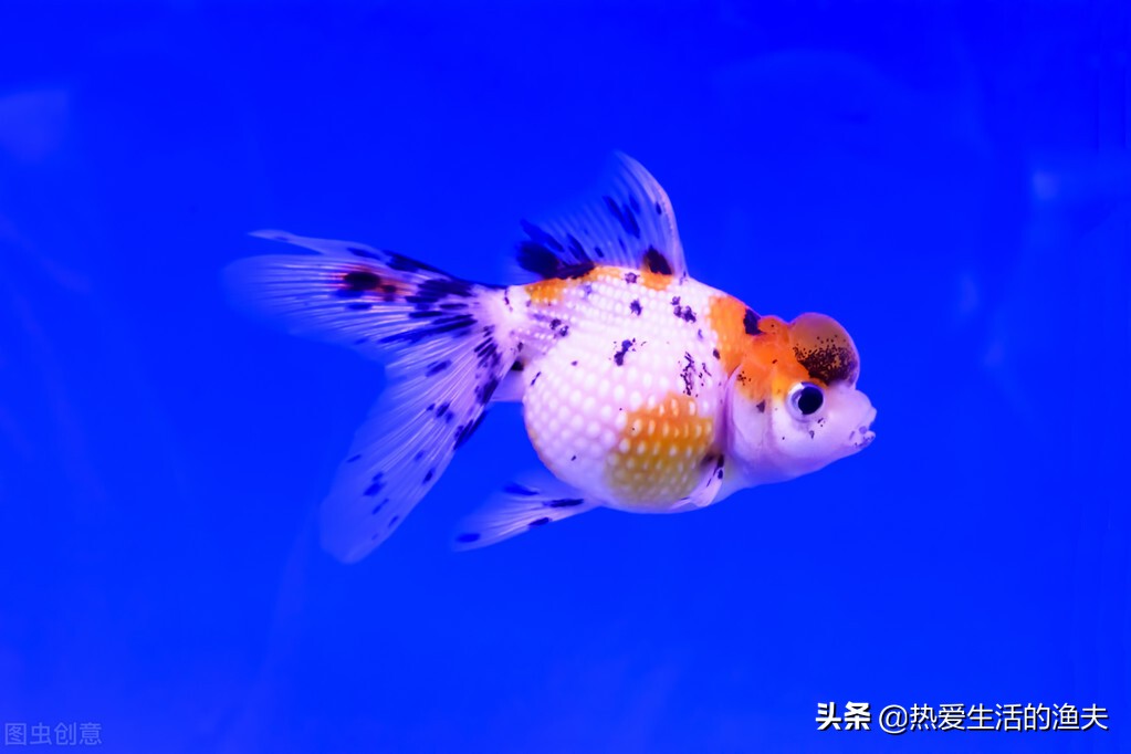 金鱼产卵后多久可以换水,金鱼产卵自己吃掉怎么办