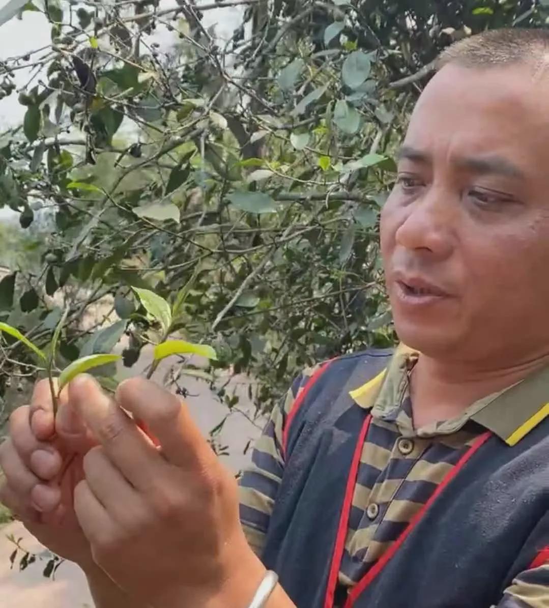 倚邦曼松古树茶,曼松贡茶和倚邦