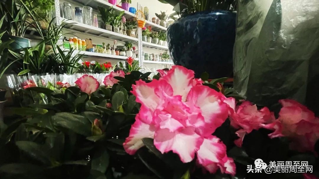 春节临近，周至这条街的花市升温！你知道哪些花最受欢迎吗？