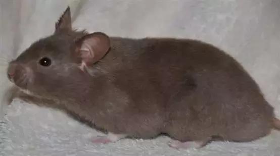 仓鼠的种类习性详细介绍,仓鼠有哪些亚种种类