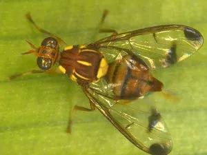 针蜂要怎么防治,瓜类针蜂有什么土法防治