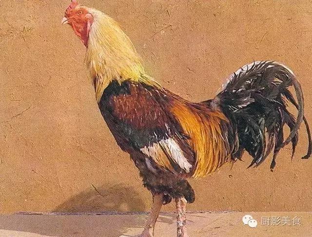 全世界的鸡都在这了，有你认识的吗？