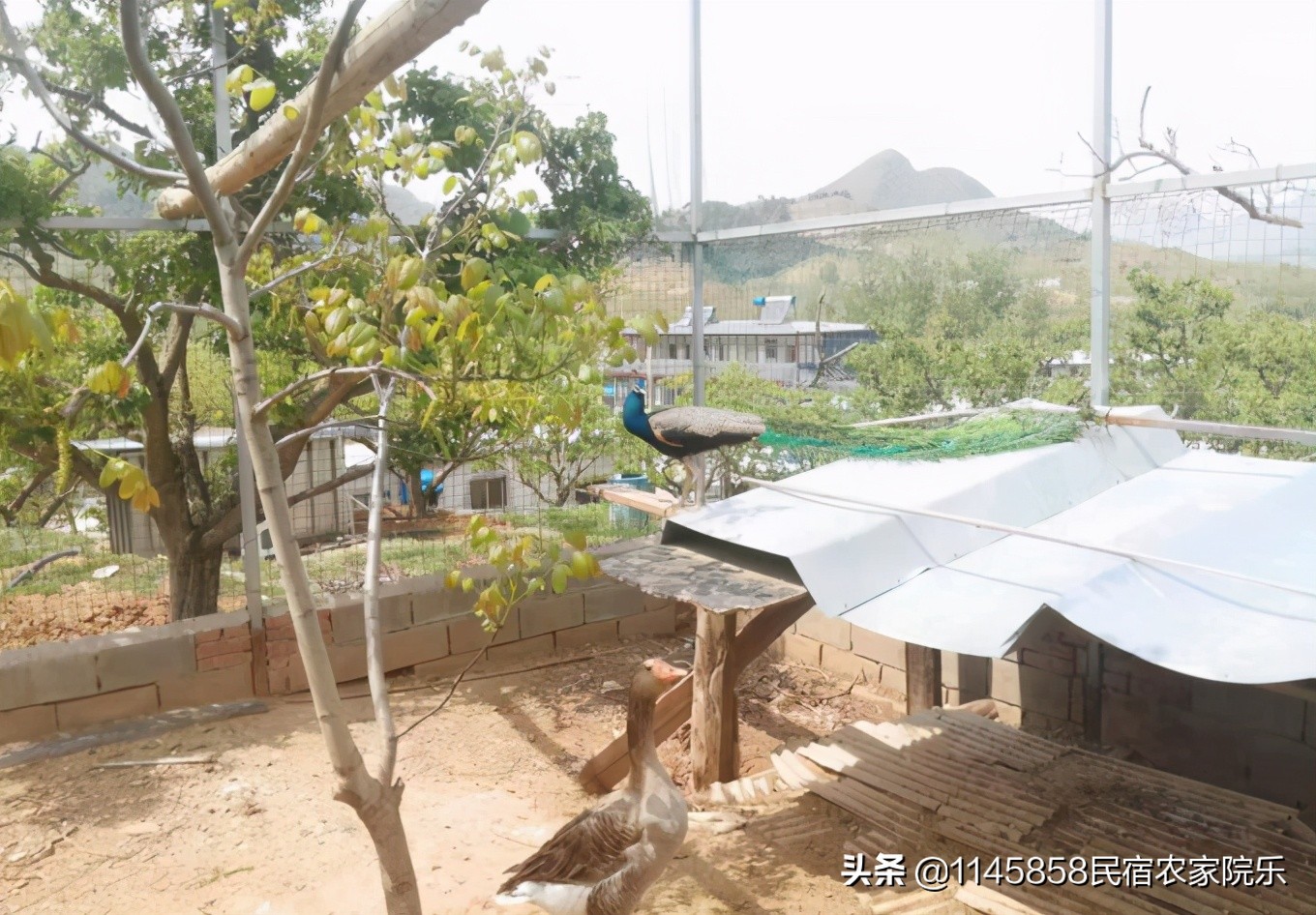 蓟县秀岭家园,蓟县梨木台秀岭农家院