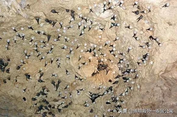 泰国燕窝比马来好些吗,印尼燕窝和马来西亚燕窝区别