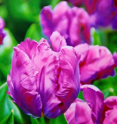 郁金香花之女王,素有花之女王之称的郁金香