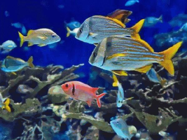 国内潜水需要潜水证吗,潜水考证后在哪潜水