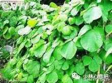 动物中药功效大全,中药药材大全及功效