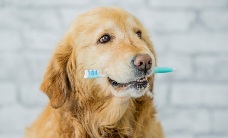 狗临死一直流粘液,狗突然大量流粘液口水鼻子干