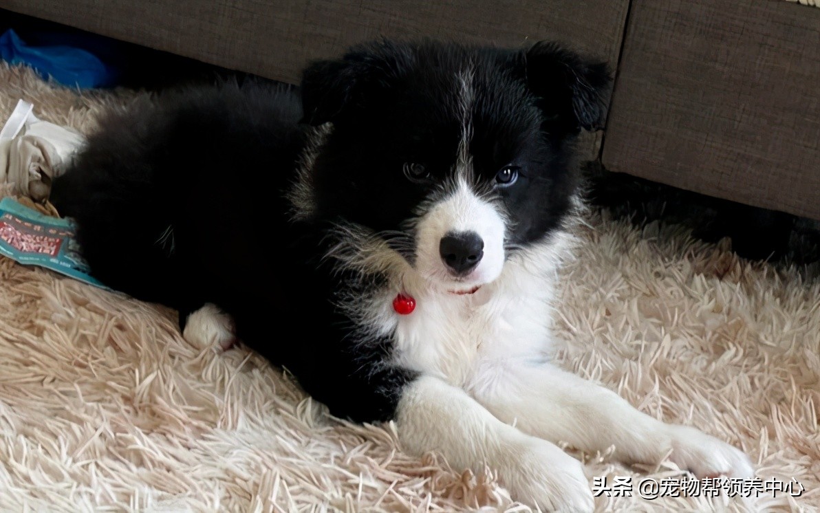 边牧趴在地上的视频,边牧躺在地上