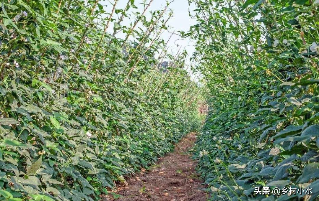 豆角钻心虫防治方法,高氯啶虫脒能杀死豆角钻心虫吗