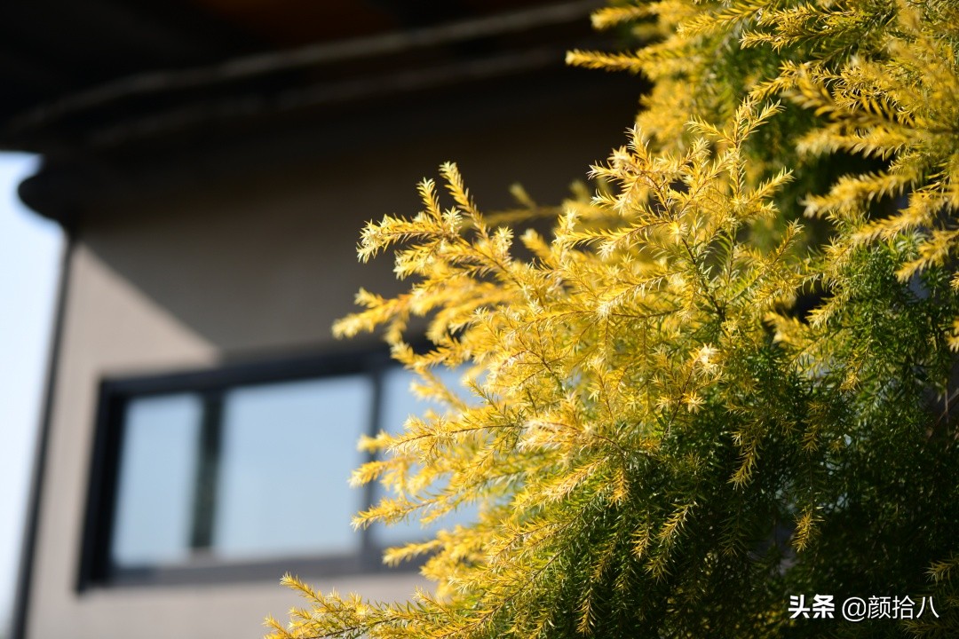 零下9度来袭，花园里的绿色是那么动人|园丁
