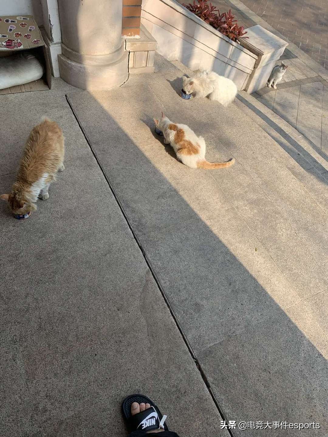 外国网友热议fpx皮肤,外媒如何评价fpx夺冠