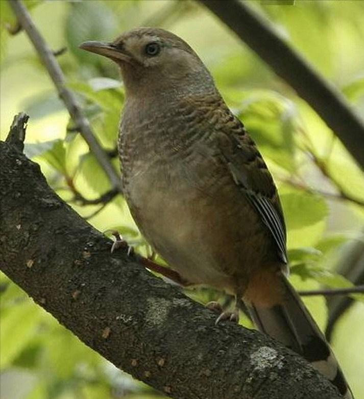 广东常见鸟类图谱和名称图文,东江揽胜鸟类