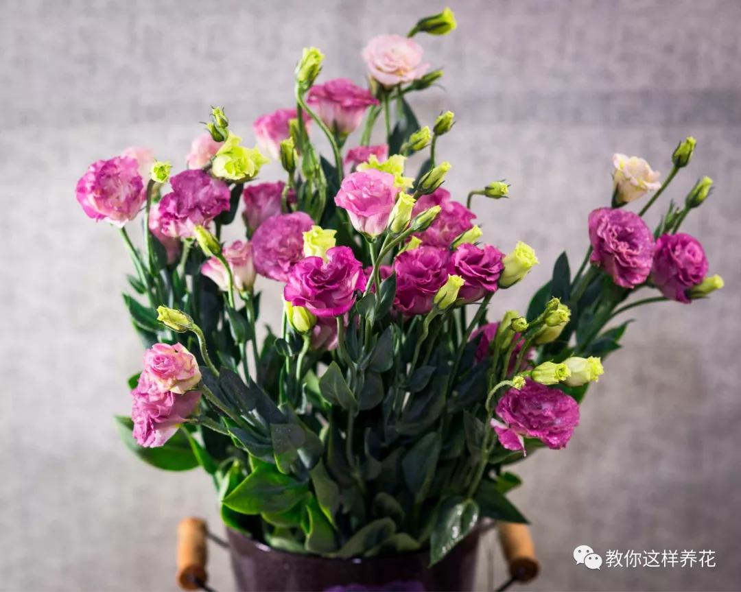 给花浇白醋会怎么样,给花浇营养液后叶子黄了