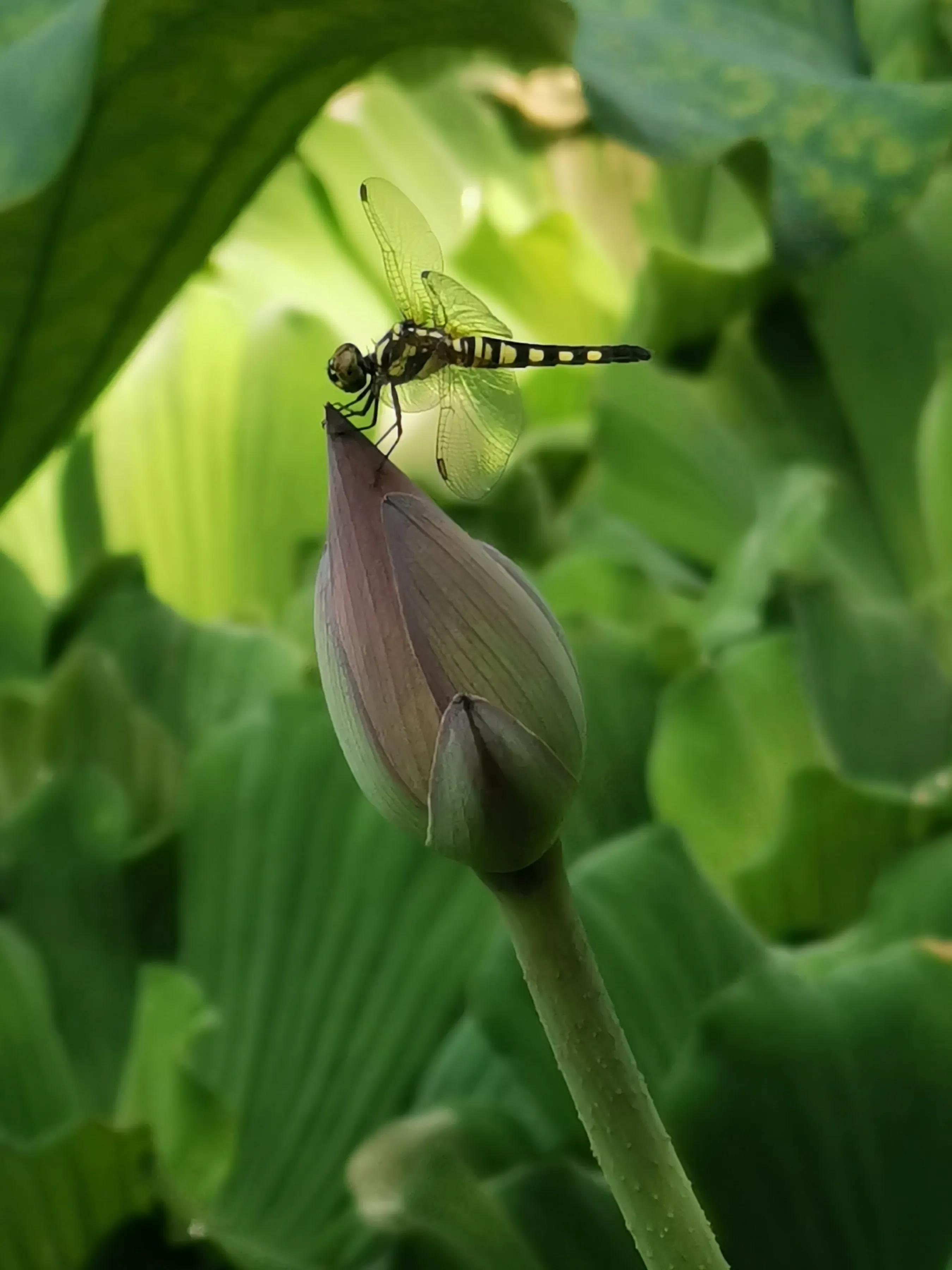 手机摄影手册圈友作品选第5期,手拍世界摄影交流平台