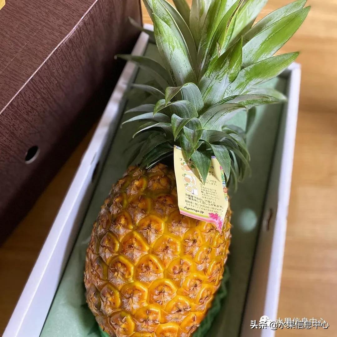 日本进口的菠萝,日本菠萝