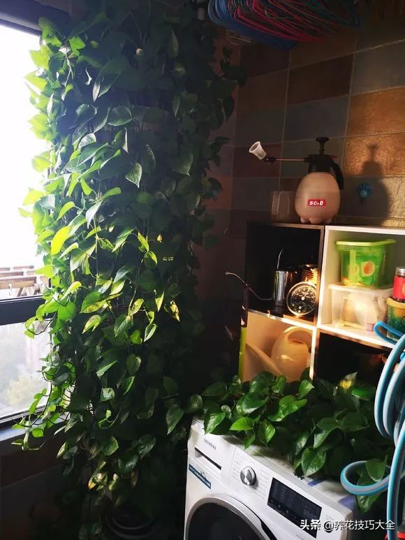 绿萝成灾的最佳方法,家里的绿萝也需要养护和管理