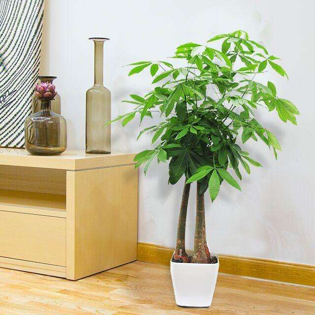 想让发财树长高怎么办,发财树怎么浇水才能活得更长