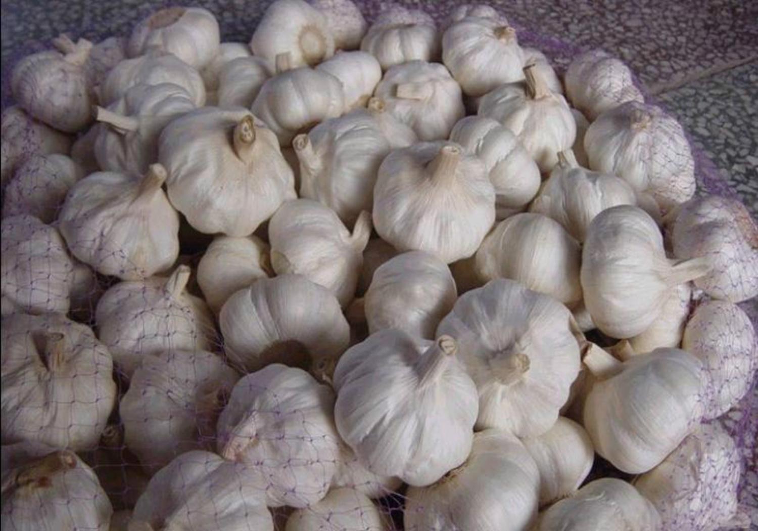 大蒜蒜苗的种植方法,新蒜蒜苗种植方法