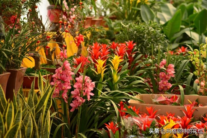 过年买点花,过年了买点什么花草