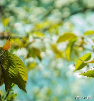 老年节征文,老年健康知识征文