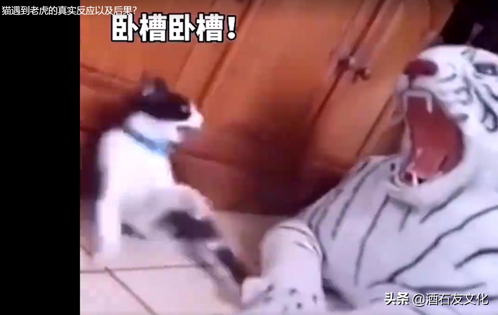 狗见了老虎和猫见到老虎的反应,猫第一次见到老虎会怎样