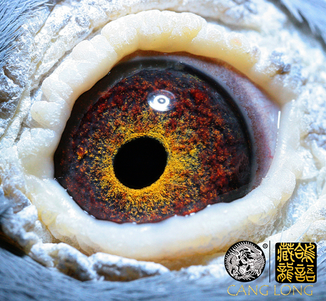 养出优良赛鸽的秘决,如何培育出来700公里赛鸽