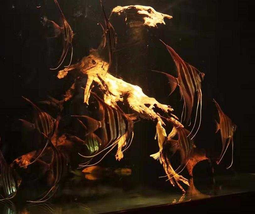 鱼缸硝化细菌真能起作用吗,鱼缸到底该不该加硝化细菌