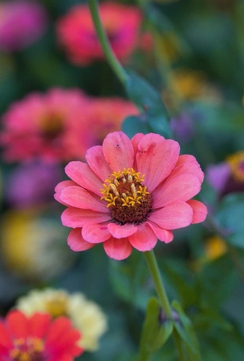 多想再叫一声妈妈，多想再给妈妈打个电话