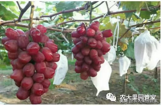 种植新品种果树苗一手货源,各种新品种果树苗木一手货源