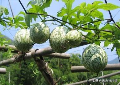 种瓜蒌是骗局吗,种瓜蒌好种吗