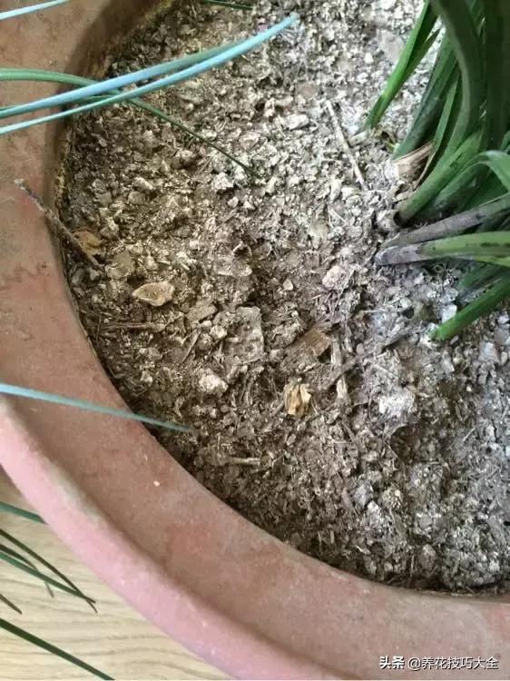 花土是碱性用什么肥,怎么知道花土是酸性还是碱性