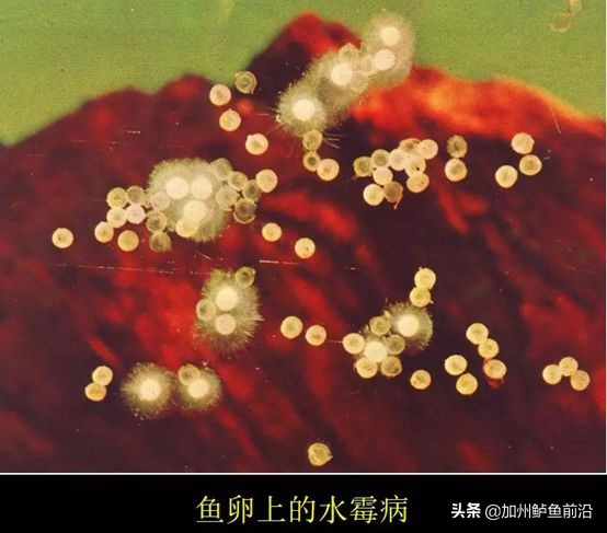 水霉病怎么防治最好,水霉病的五大防治方法