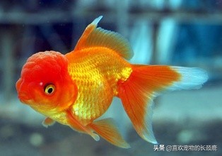 草缸养金鱼注意事项,养金鱼的注意事项和方法