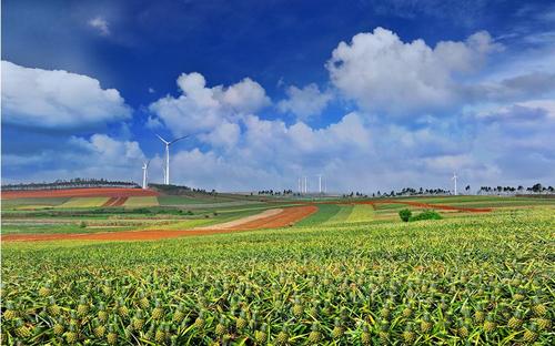 菠萝是怎样种植,种植菠萝怎么避免菠萝上水