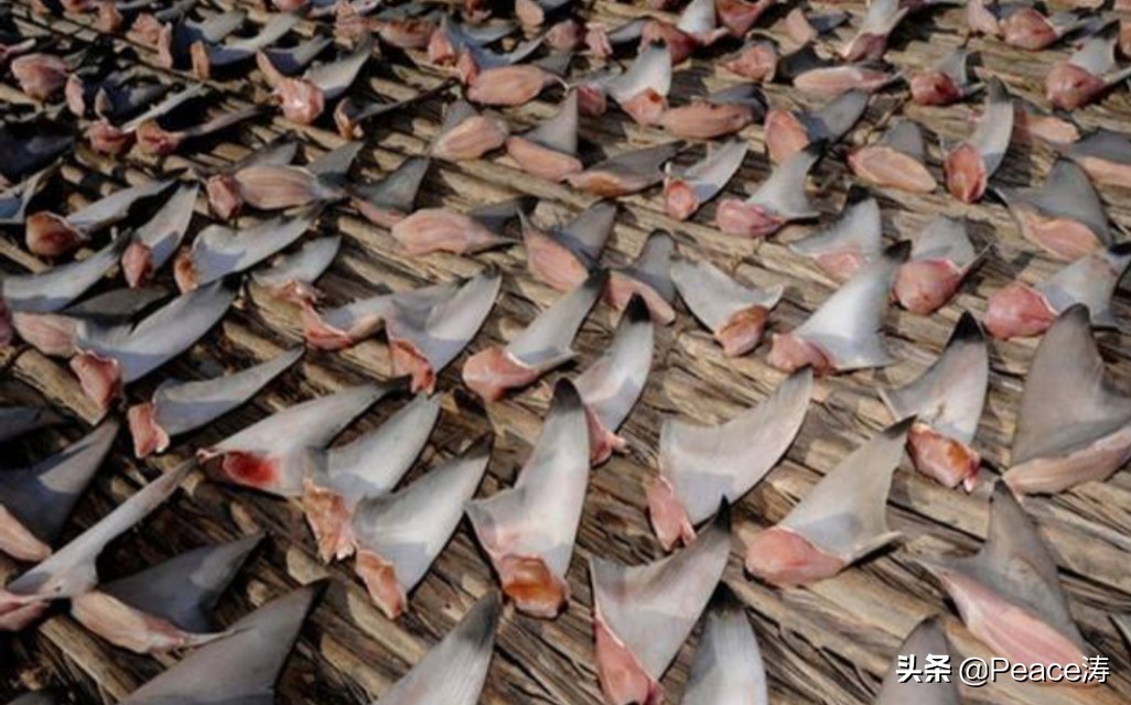 鲸鱼死了叫鲸落鲨鱼死了叫啥,鲸鱼死了沉到海底掉什么