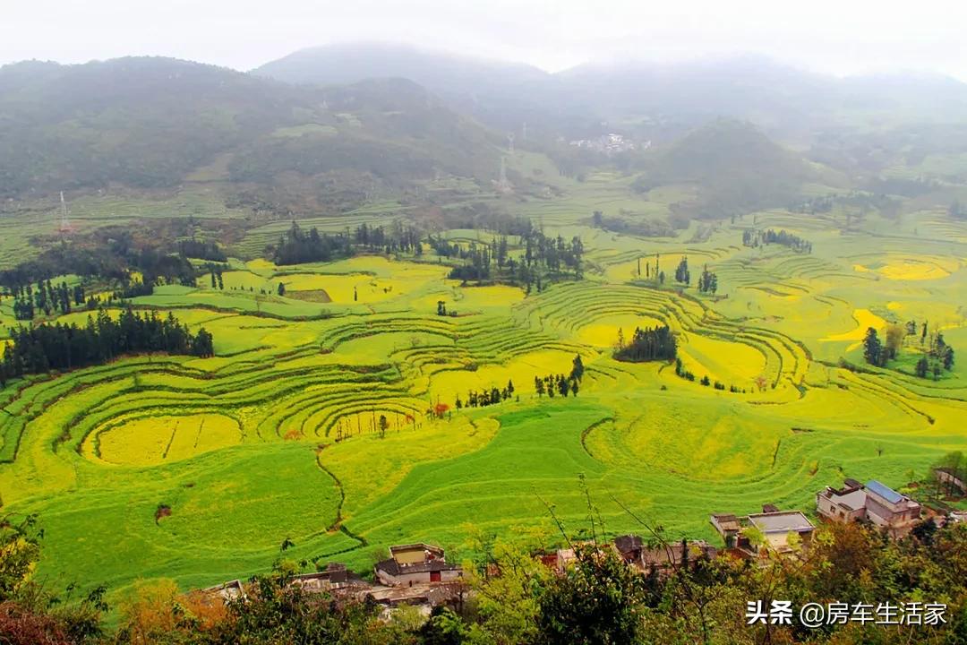 金黄的油菜花让你留连忘返,春季打卡好地方油菜花开醉游人