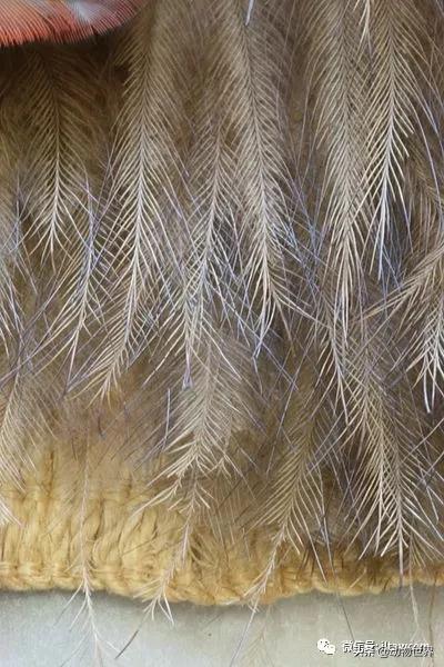 奇异鸟的样子,奇异鸟在哪里