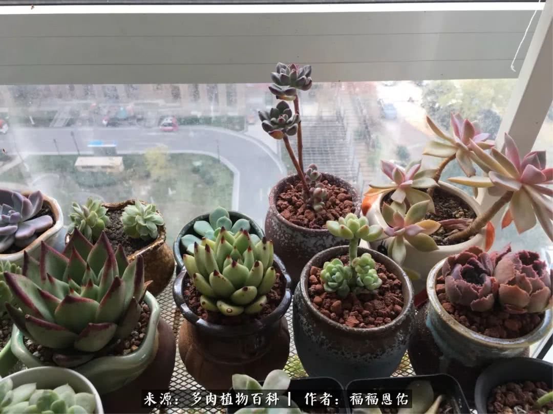 买买买，千里迢迢来相见，新的多肉成员来啦！