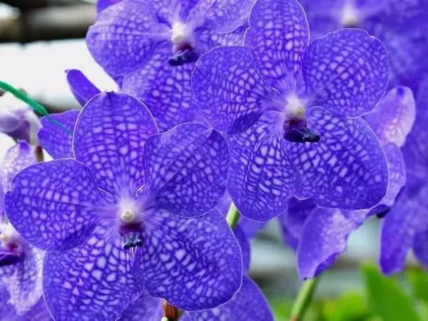 世界地图及各国国花,世界各国的国花完整版