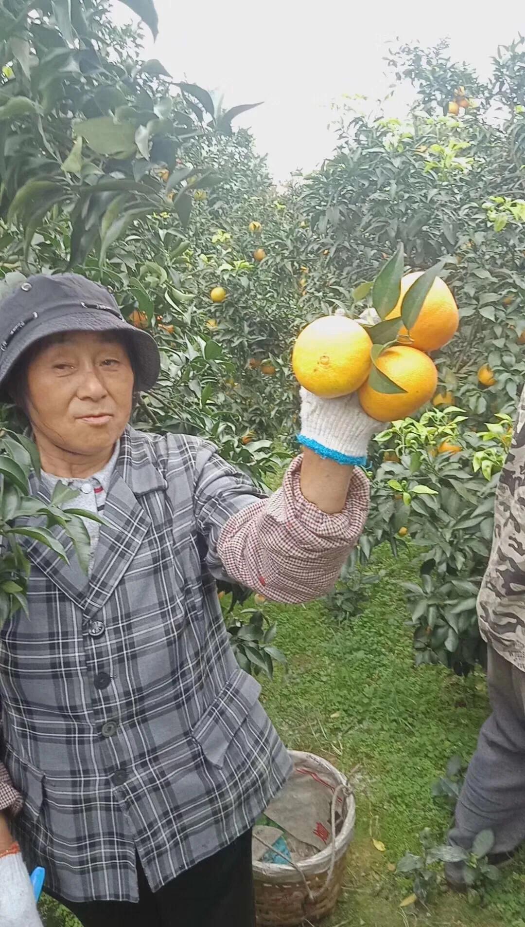 家乡的果子,家乡特产果子图片