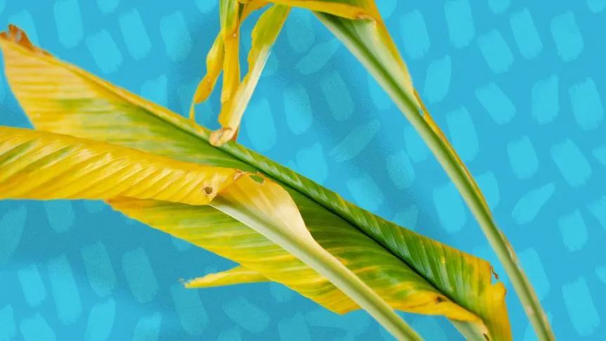 大植物叶子发黄干枯如何补救,四季青叶子发黄枯萎掉落怎么补救