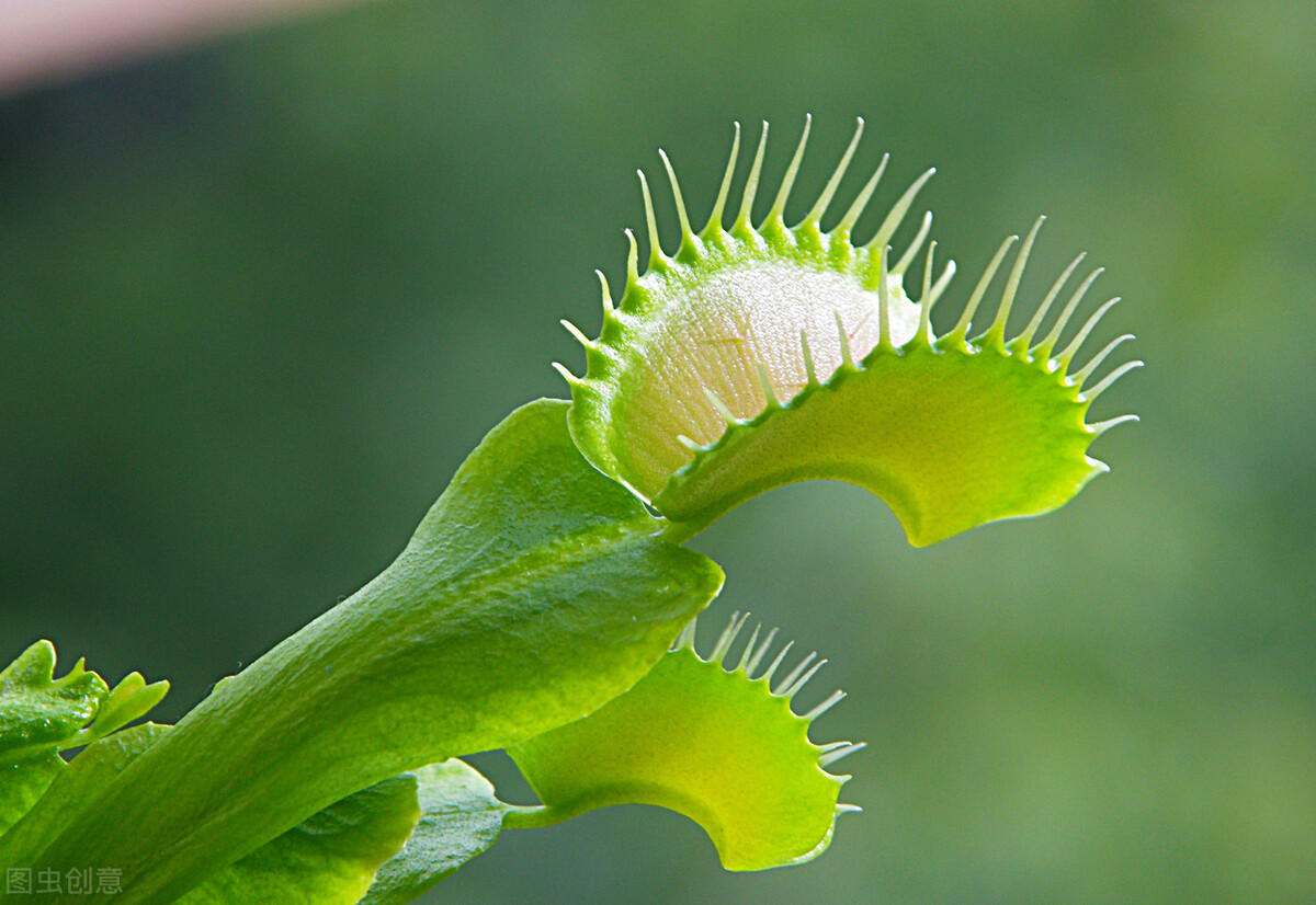植物的能量和疗愈,植物的灵性和疗愈的力量