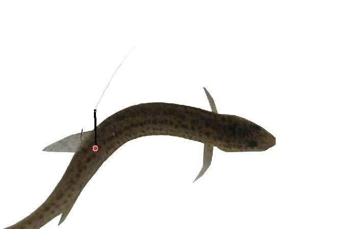 鲶鱼没做好怎么补救,鲶鱼垂钓方法和钓鲶鱼技巧详解