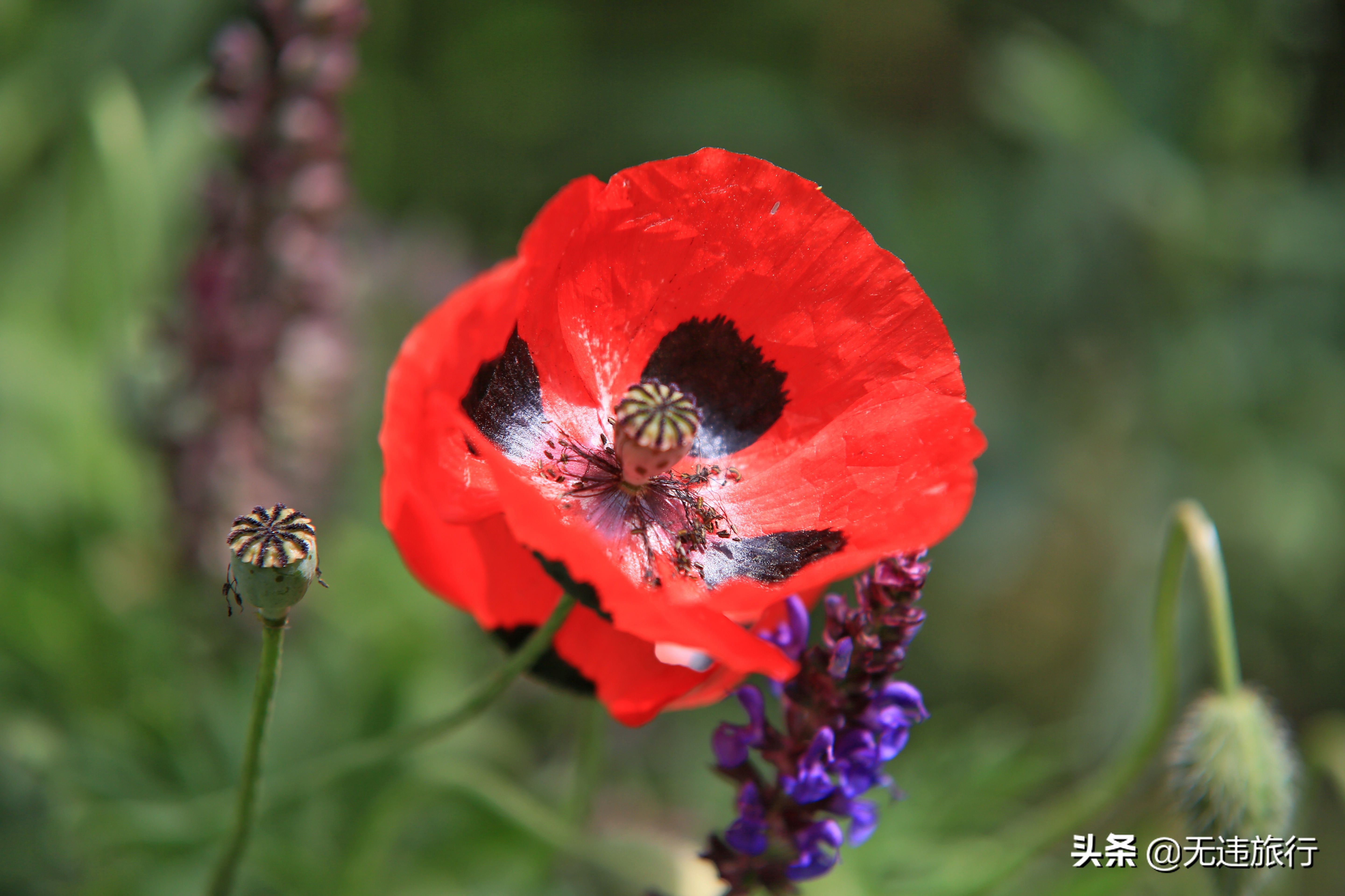 大理网红打卡地草场,大理网红打卡地猫米花园