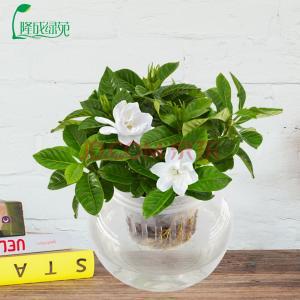 水培栀子花正确方法,栀子花水培生根