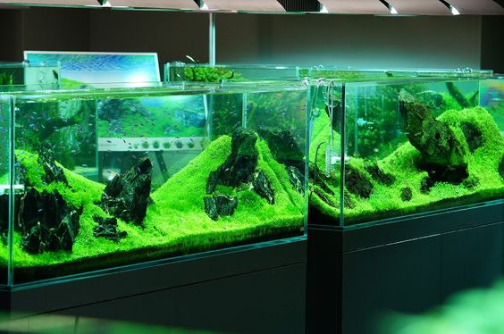 观赏鱼硝化细菌怎么控制,养观赏鱼怎样建立硝化系统